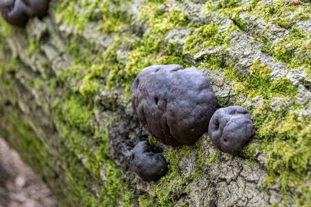 Daldinia concentrica fungi, also known as King Alfred's cake, cramp balls, and coal fungus