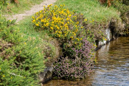 Heather growing in rocks alongside the River Meavy, Dartmoor, Plymouth, Devonの写真素材