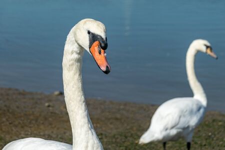 Mute swans (cygnus olor) on the River Crouch at South Woodham Ferrers, Essex, UKの写真素材