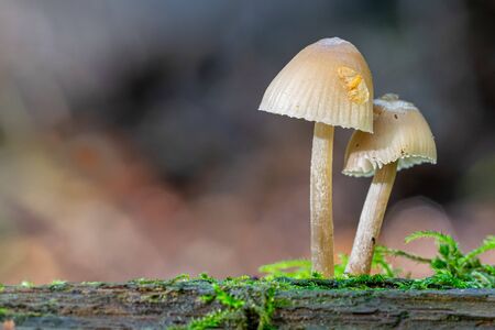Bell shaped fungi (mycena) growing on moss covered dead tree branch trunkの写真素材