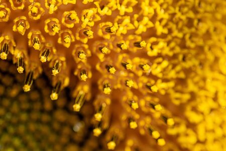 Close up of centre of a sunflowerの写真素材