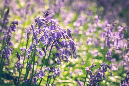 Carpet of bluebell flowers in early springの写真素材