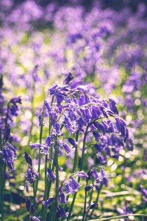 Carpet of bluebell flowers in early springの写真素材