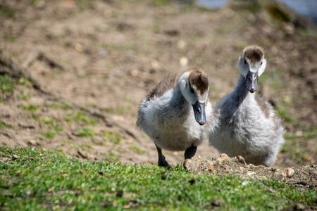 Egyptian goose (Alopochen aegyptiaca) and goslings.の写真素材