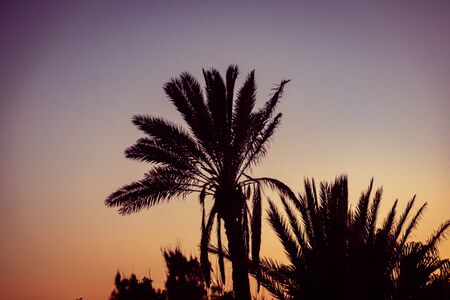 Silhouette of palm trees at sunsetの写真素材