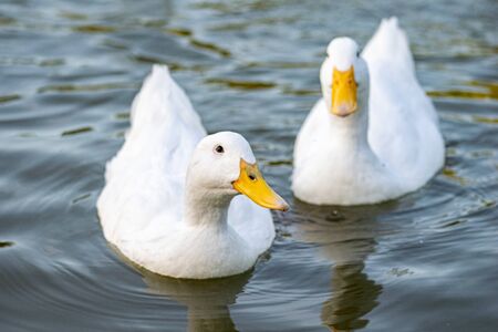 Pekin (Aylesbury) and mallard ducks on a lakeの写真素材