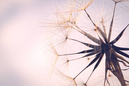Partially dispersed dandelion clock seed headの写真素材