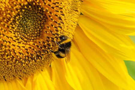 A bumblebee with pollen stuck to fur on a sunflower headの写真素材