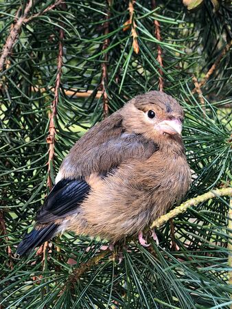 Fledgling bullfinch (Pyrrhula pyrrhula) bird perched on pine branchesの写真素材