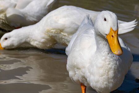 White pekin ducks (also known as aylesbury or long island ducks) in summerの写真素材