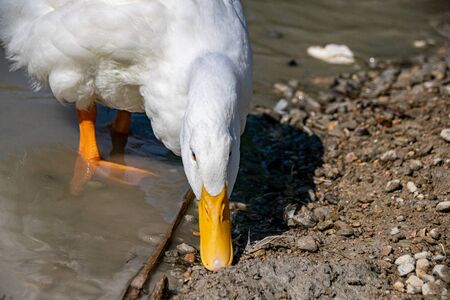 White pekin ducks (also known as aylesbury or long island ducks) in summerの写真素材