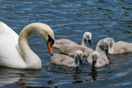Something has caught the attention of adult mute swan and ducklingsの写真素材