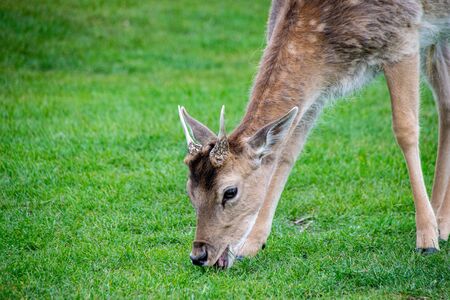 Velvet covering as new antlers grow on young fallow deerの写真素材