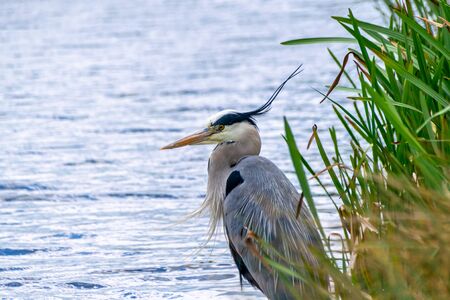 Grey heron ( Ardea cinerea)の写真素材