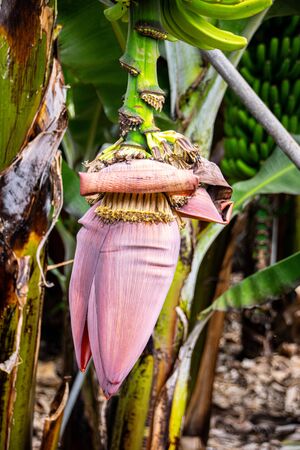 Flower of fruit on a banana plantの写真素材