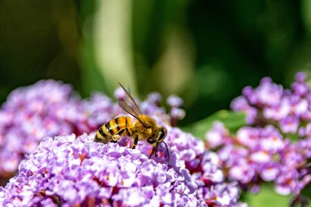 Honeybee collecting pollen from buddleia butterfly bushの写真素材
