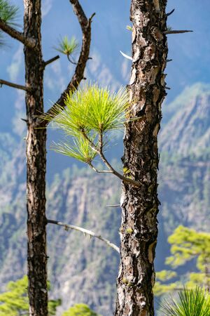 Regrowth following a forest fire the Canary Island pine (Pinus canariensis)の写真素材