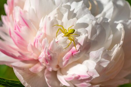 Yellow crab spider on chrysanthemum flowerの写真素材