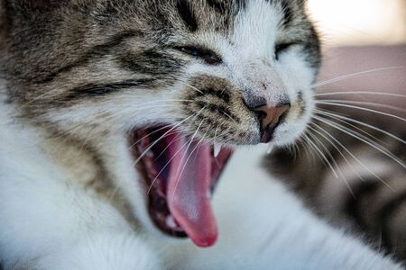 Roar with a yawning tabby catの写真素材