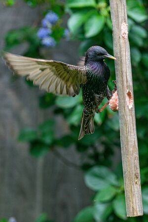 Starlings (Sturnus vulgaris) perched on a garden suet feeder