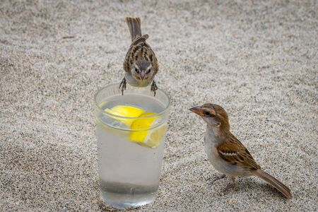 Wild sparrow perched on the edge of a glass of gin and tonic with lemon