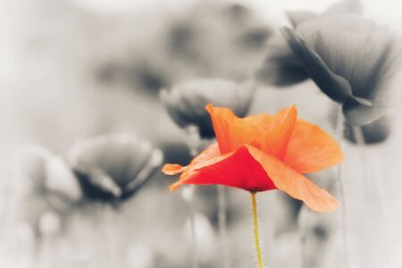 Isolated single red poppy flowerの写真素材