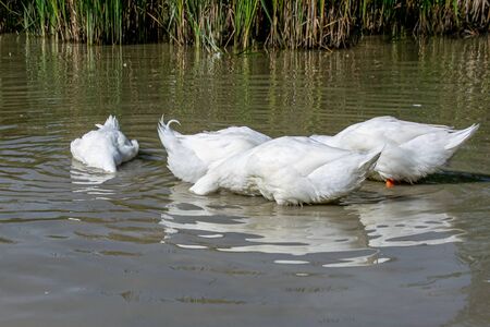 White pekin ducks (also known as aylesbury or long island ducks) in summer with heads below the surface searching for foodの写真素材