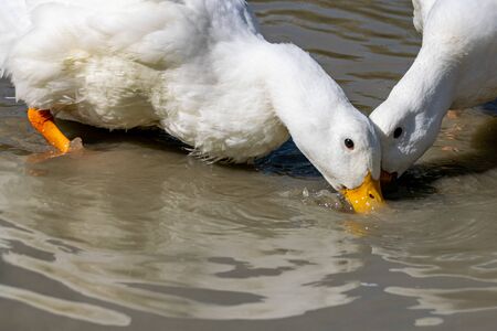 White pekin ducks (also known as aylesbury or long island ducks) in summerの写真素材