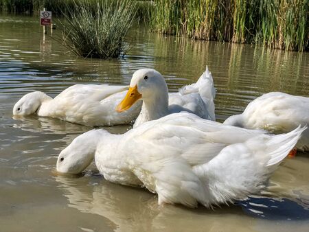 Heavy white Long Island Pekin Ducks searching for foodの写真素材