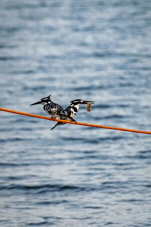 Two pied kingfishers (Ceryle rudis) perched on a mooring line, one with fish prey, Lake Victoria, Ugandaの写真素材