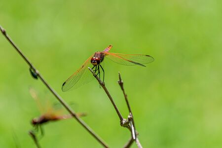 Male red-veined dropwing dragonfly (Trithemis arteriosa) perched on a bare twig. Entebbe, Ugandaの写真素材
