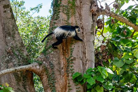 Black and white colobus monkey running across trees in Entebbe, Ugandaの写真素材