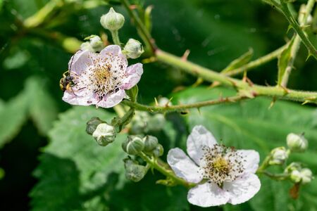 Spotted longhorn beetle (Rutpela maculata) looking over the pink petals of a bramble flowerの写真素材