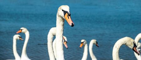 Mute swans (cygnus olor) on the River Crouch at South Woodham Ferrers, Essex, UKの写真素材