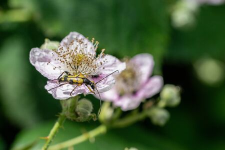 Spotted longhorn beetle (Rutpela maculata)on bramble flowerの写真素材