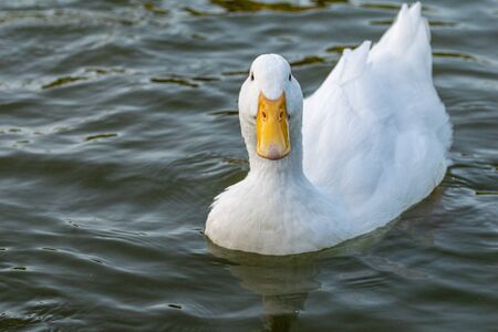 White pekin ducks (also known as aylesbury or long island ducks)の写真素材