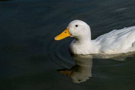 Comical curious looking white pekin ducksの写真素材