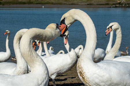 Mute swans (cygnus olor) on the River Crouch at South Woodham Ferrers, Essex, UKの写真素材