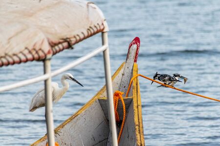 White egret looks on as two pied kingfishers (Ceryle rudis) perched on a mooring line, one with fish prey, Lake Victoria, Ugandaの写真素材