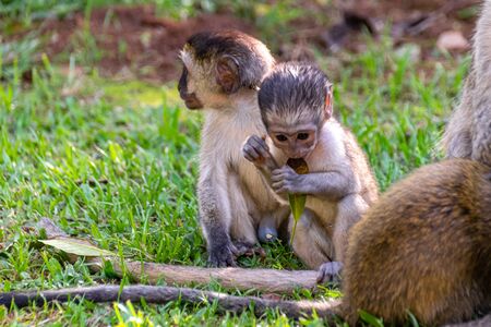 Vervet monkey (Chlorocebus pygerythrus) in Entebbe, Uganda