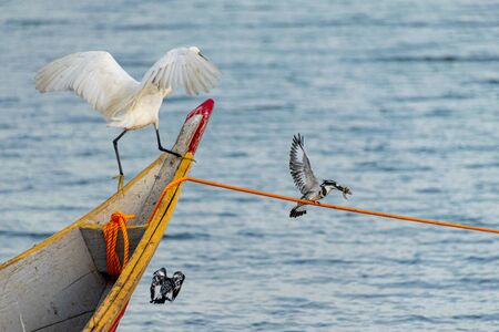 Little egret trying to take fish off two pied kingfishers (Ceryle rudis) who were perched on a mooring line, Lake Victoria, Ugandaの写真素材