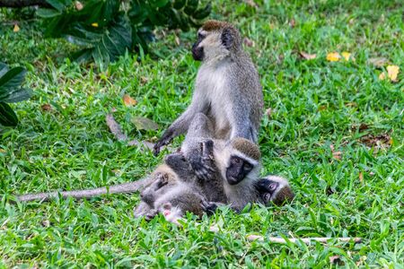 Rough and tumble as vervet monkey (Chlorocebus pygerythrus) play, Entebbe, Ugandaの写真素材
