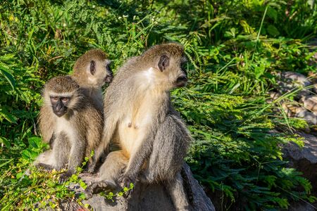 Family of vervet monkeys in early morning sunlight, Entebbe, Uganda, East Africaの写真素材