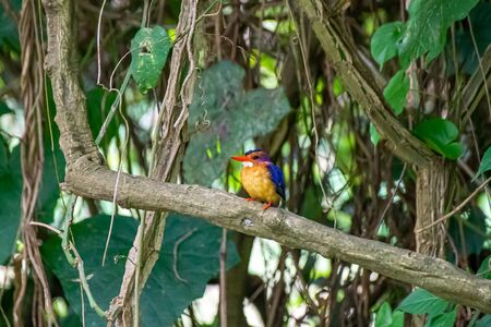 African pygmy kingfisher (Ispidina picta), Entebbe, Uganda, East Africaの写真素材
