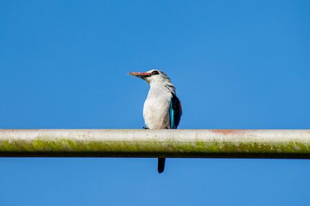 Woodland kingfisher (Halcyon senegalensis) perched on a metal post with the remains of a tiger moth prey on beak, Entebbe, Ugandaの写真素材