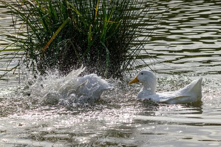 Pekin ducks splashing and washing feathers on a sunny dayの写真素材