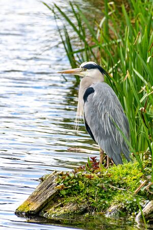 Grey heron (ardea cinerea) standing on a riverbank on a grey cloudy day in springの写真素材