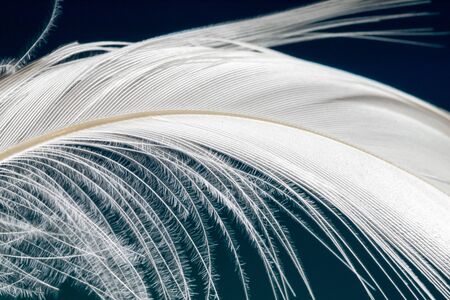 Soft white down feather of the pekin duck