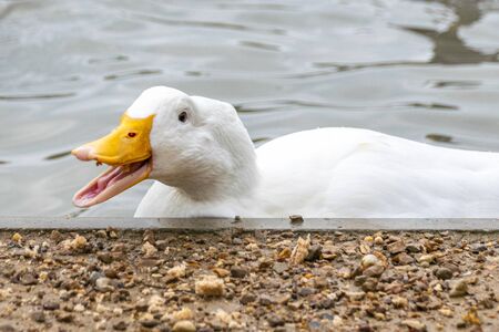 Flock of white pekin ducks scrabbling for foodの写真素材