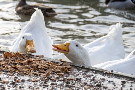 White pekin ducks investigating and eating cereal foodの写真素材